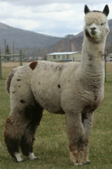 alpaca for sale