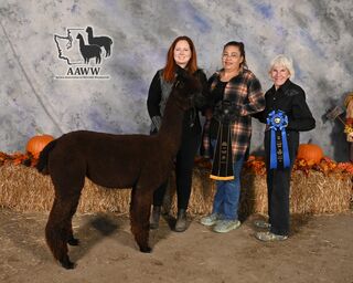 ESTATES MISS OREGON VICKI:  2024 Alpacapalooza