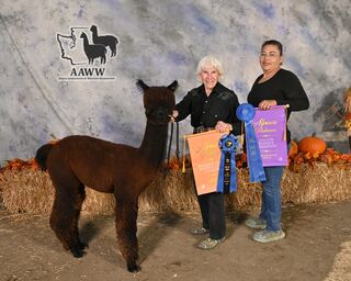 ESTATES DARK VENOM: 2024 Alpacapalooza Show