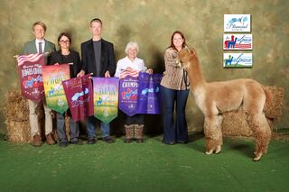 ESTATES RINGMASTER'S CROWN SCEPTER:  3X Judge's Choice & 3X Champion