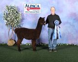 alpaca for sale