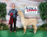 alpaca for sale