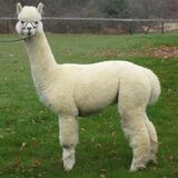 alpaca for sale