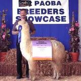 alpaca for sale