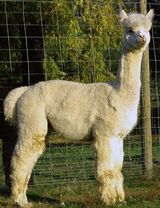 alpaca for sale