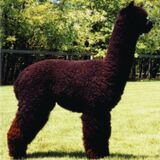 alpaca for sale