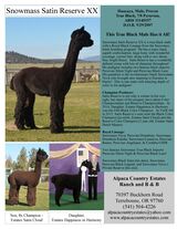 alpaca for sale