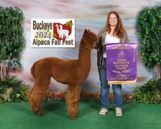 ESTATES RINGMASTER'S REGAL PRINCE: 2024 Buckeye Alpaca Fall Fest