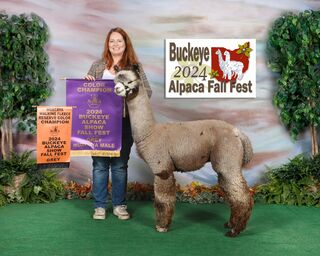 ESTATES GIOVANNI'S TITANIUM ROYALE: 2024 Buckeye Alpaca Fall Fest