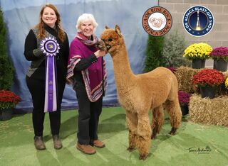 ESTATES ELECTROJET'S LEGACY LASS:  Color Champion, 2024 Rose Rock Show