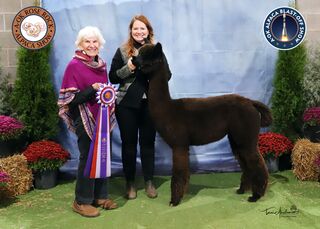 ESTATES MISS OREGON VICKI: Color Champion, 2024 Rose Rock Show