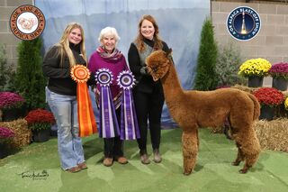 ESTATES RINGMASTER'S REGAL PRINCE: 2024 A-OK Blast-Off and Rose Rock Shows