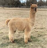 alpaca for sale