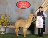 alpaca for sale