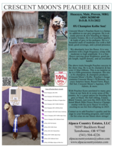 alpaca for sale