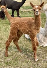 OPHELIA as a Cria