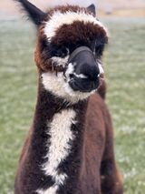 alpaca for sale