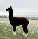 alpaca for sale