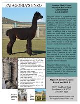 alpaca for sale