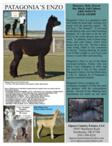 alpaca for sale