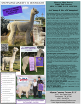 alpaca for sale