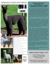 alpaca for sale