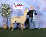 alpaca for sale