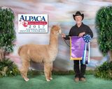 alpaca for sale