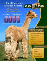 alpaca for sale