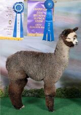 alpaca for sale