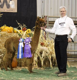 ESTATES ADORED ALIKA: 2015 West Coast Alpaca Show, Color Champion