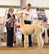 ESTATES HAIDEN: 2015 West Coast Alpaca Show, Res. Champion