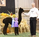 ESTATES SATIN CLOUD: 2015 West Coast Alpaca Show, Champion