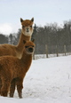 Rosalitta with her dam, Honey