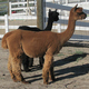 A very pregnant Cocoa Puffe.  8/19/12, due 9/3/12.  Daughter Chocolat in background.