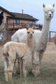 Zsa Zsa with her cria, Toscana