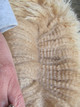 Tonto's cria fleece