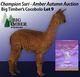 2016 Female Cria - Big Timber Alpacas