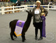 2016 Futurity Black Male Champion