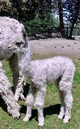 2018 female cria - Josefyre