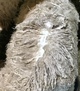 2018 Cria Josefyre fleece