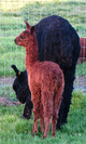 2017 Female Cria by Fiery Cross