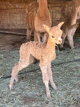 alpaca for sale