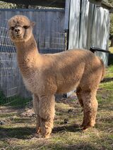 alpaca for sale