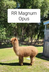 alpaca for sale