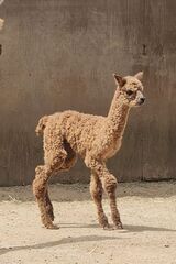 alpaca for sale