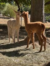 alpaca for sale