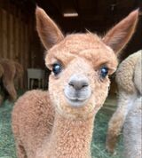 alpaca for sale