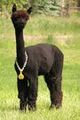 2003 Cria