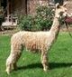 2002 Cria